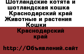 Шотландские котята и шотландская кошка - Краснодарский край Животные и растения » Кошки   . Краснодарский край